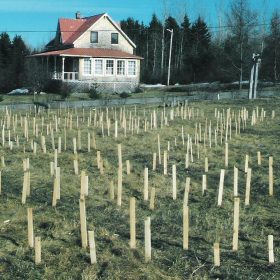 Emplacements pour la plantation